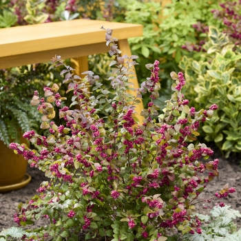 Symphoricarpos - hybride - Little Berry  - GRSYCHLB