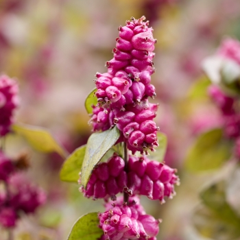 Symphoricarpos - hybride - Little Berry  - GRSYCHLB