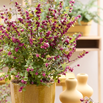 Symphoricarpos - hybride - Little Berry  - GRSYCHLB