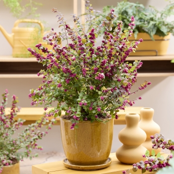 Symphoricarpos - hybride - Little Berry  - GRSYCHLB