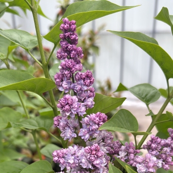 Syringa - hybride - Lasting Love - COV