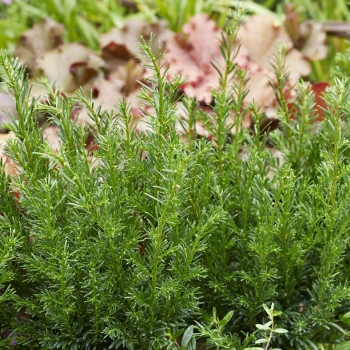 Taxus  - baccata - Tiny T  - Her2016T02