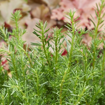 Taxus  - baccata - Tiny T  - Her2016T02