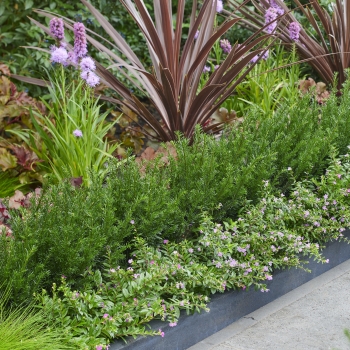 Taxus  - baccata - Tiny T  - Her2016T02