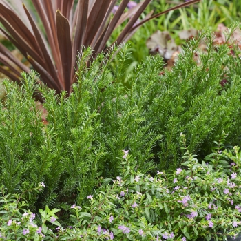 Taxus  - baccata - Tiny T  - Her2016T02