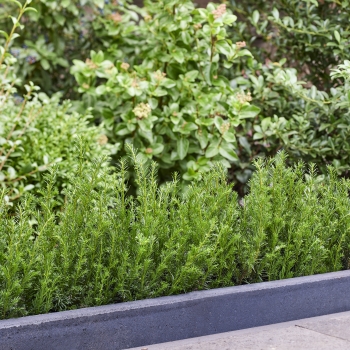 Taxus  - baccata - Tiny T  - Her2016T02