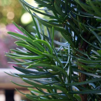 Taxus - baccata - Exotica - Her2009T06