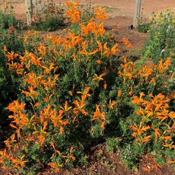 Tecomaria - capensis - Orange  - DWOR001