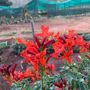 Tecomaria - capensis - Red  - DWRE001