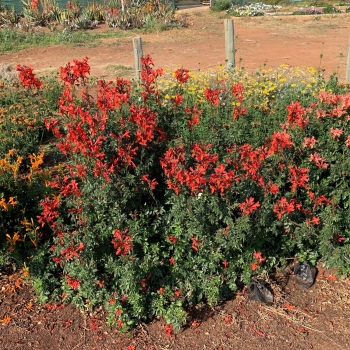 Tecomaria - capensis - Red  - DWRE001