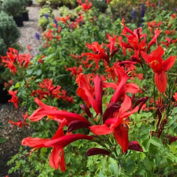 Tecomaria - capensis - Red  - DWRE001