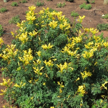 Tecomaria - capensis - Yellow  - DWYE001