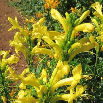 Tecomaria - capensis - Yellow  - DWYE001