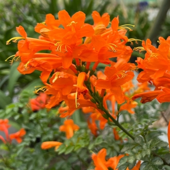 Tecomaria - capensis - Orange  - DWOR001