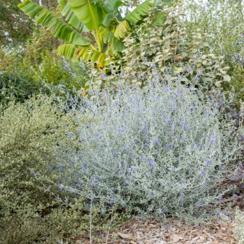 Teucrium - fruticans - Indyho - Ventecu