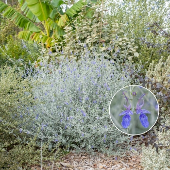 Teucrium - fruticans - Indyho - Ventecu