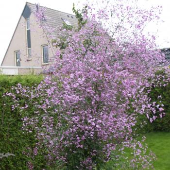 Thalictrum  - delavayi - Splendide - FR21034