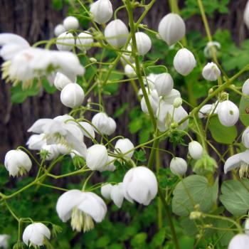 Thalictrum - delavayi - Splendide White - FR21034
