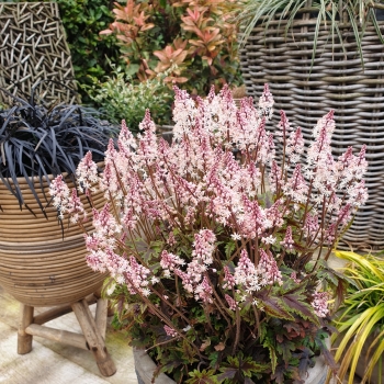 Tiarella - hybride - Angel Wings - Gowing