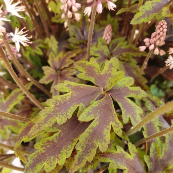 Tiarella - hybride - Angel Wings - Gowing