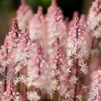 Tiarella - hybride - Angel Wings - Gowing