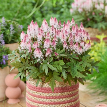 Tiarella - cordifolia - Raspberry Sundae - Gosund