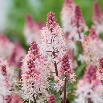Tiarella - cordifolia - Raspberry Sundae - Gosund