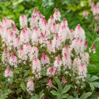 Tiarella - cordifolia - Raspberry Sundae - Gosund