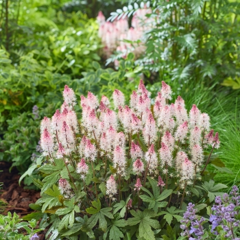 Tiarella - cordifolia - Raspberry Sundae - Gosund