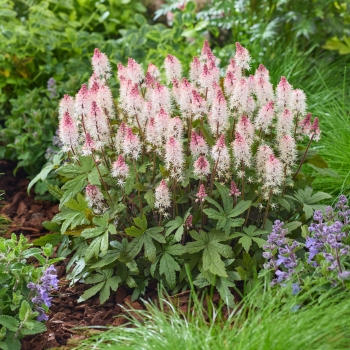 Tiarella - cordifolia - Raspberry Sundae - Gosund