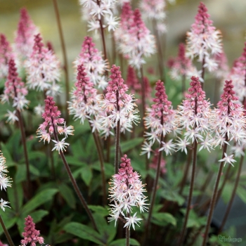 Tiarella - cordifolia - Raspberry Sundae - Gosund