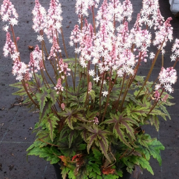 Tiarella - hybride - Angel Wings - Gowing