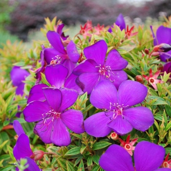 Tibouchina - × mutabilis - Groovy Baby - teko