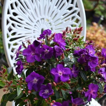 Tibouchina - hybride - Hypnotic Baby  - COV