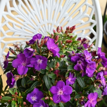 Tibouchina - hybride - Hypnotic Baby  - COV