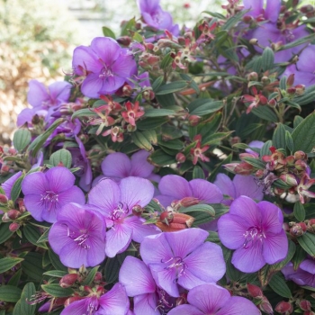 Tibouchina - hybride - Mojo Baby  - COV