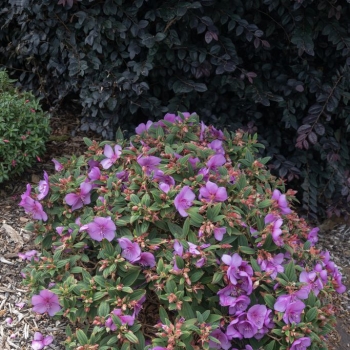 Tibouchina - hybride - Mojo Baby  - COV