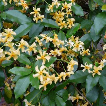 Trachelospermum - jasminoides - Star of Toscane - Selbra