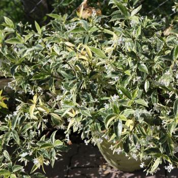Trachelospermum - jasminoides - Sunlover - COV