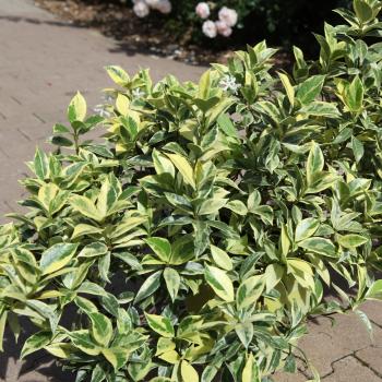 Trachelospermum - jasminoides - Sunlover - Cov