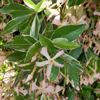 Trachelospermum - asiaticum - Star of Milano - TRSUZ01