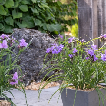 Tradescantia - andersoniana - Sweet Sapphire - GoodLuck