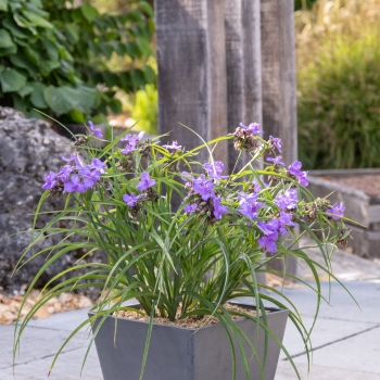 Tradescantia - andersoniana - Sweet Sapphire - GoodLuck