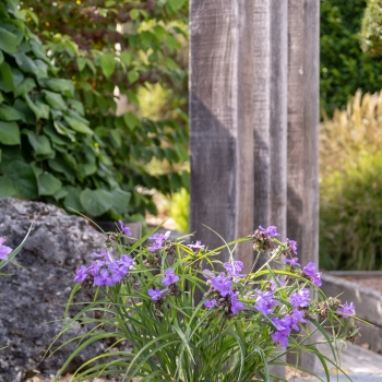 Tradescantia - andersoniana - Sweet Sapphire - GoodLuck