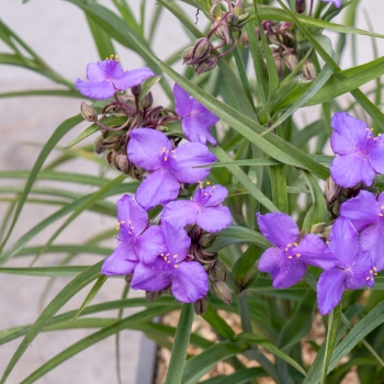 Tradescantia - andersoniana - Sweet Sapphire - GoodLuck