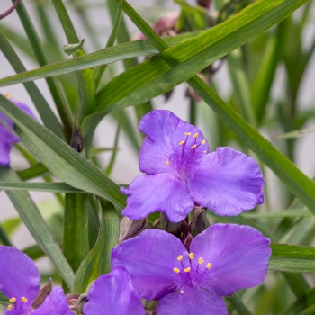 Tradescantia - andersoniana - Sweet Sapphire - GoodLuck