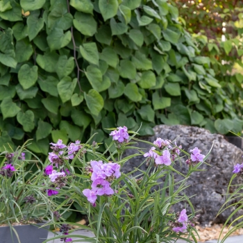 Tradescantia - andersoniana - Sweet Elegance - Deskstroo01