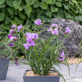 Tradescantia - andersoniana - Sweet Elegance - Deskstroo01