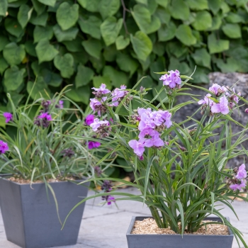 Tradescantia - andersoniana - Sweet Elegance - Deskstroo01