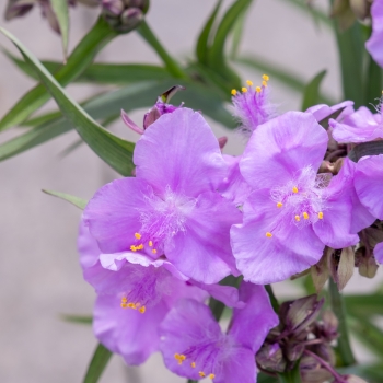 Tradescantia - andersoniana - Sweet Elegance - Deskstroo01